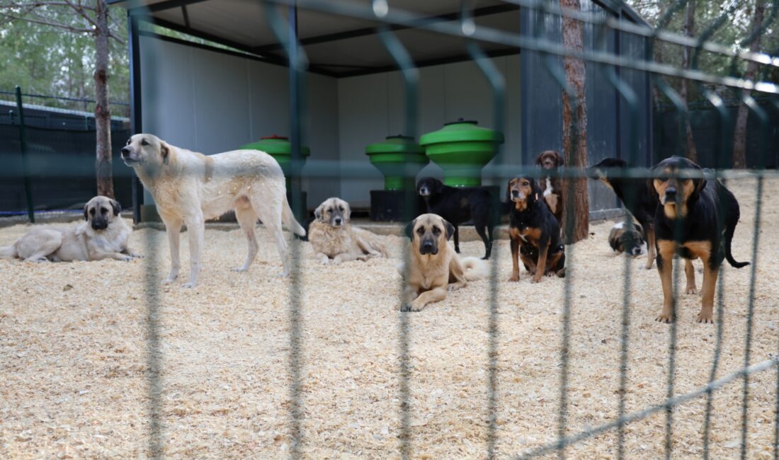 Toroslar Belediye Başkanı Abdurrahman
