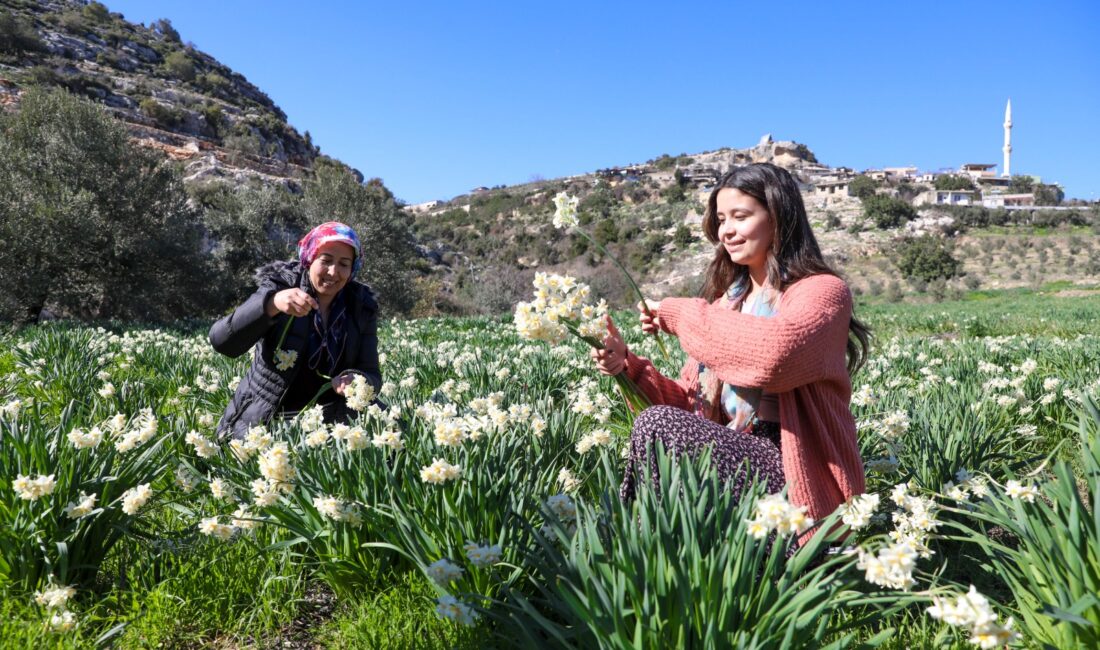 BÜYÜKŞEHİR ATIL ARAZİLERİ NERGİS SOĞANI İLE DEĞERLENDİRİYOR Mersin Büyükşehir Belediyesi’nin kırsal