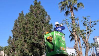Toroslar Belediyesi, ilçe genelinde ağaç