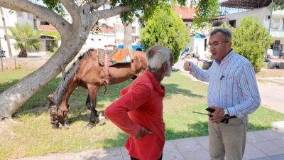MERSİN’DE BİTKİN DÜŞEN AT KURTARILDI: YENİ YUVASI ANTALYA OLDU Mersin’in Akdeniz ilçesinde karpuz yüklü