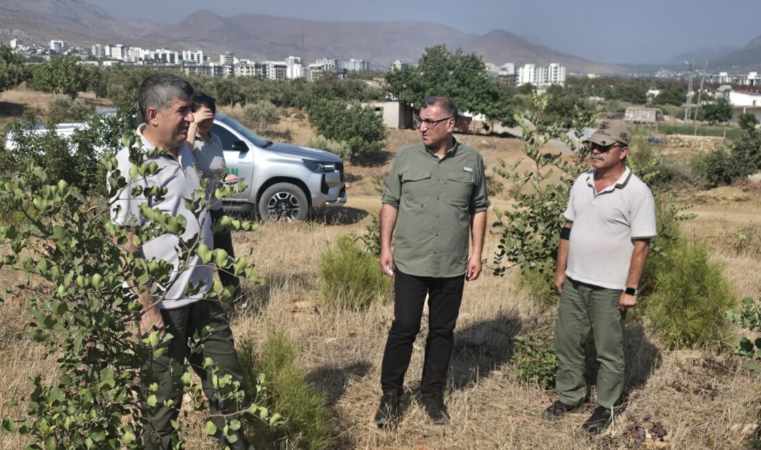 Yanan Sahalar Yeniden Hayat Buluyor Mersin Orman Bölge Müdür
