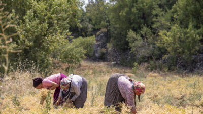 Mersin Büyükşehir Belediyesi Tarımsal Hizmetler