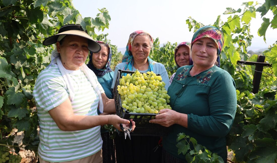 TOROSLAR’DA 3. ÜZÜM HASADI ETKİNLİĞİ COŞKUYLA GERÇEKLEŞTİ TOROSLAR’DA 3. ÜZÜM HASADI ETKİNLİĞİ COŞKUYLA GERÇEKLEŞTİ