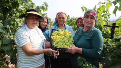 TOROSLAR’DA 3. ÜZÜM HASADI ETKİNLİĞİ COŞKUYLA GERÇEKLEŞTİ Mersin’in Toroslar ilçesinde üreticilerin aylar