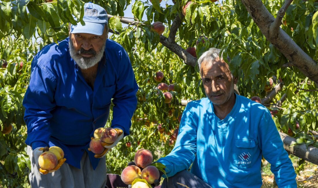 MEZİTLİ BELEDİYESİ ÜRETİCİNİN EMEĞİNE SAHİP ÇIKIYOR MEZİTLİ BELEDİYESİ ÜRETİCİNİN EMEĞİNE SAHİP ÇIKIYOR