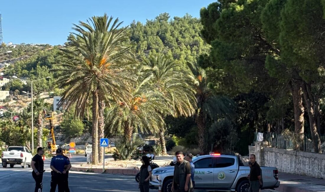 Silifke’de Orman Suçlarıyla Mücadele Kapsamında Önleme Aramaları Sürüyor Mersin Orman Bölge Müdürlüğüne bağlı